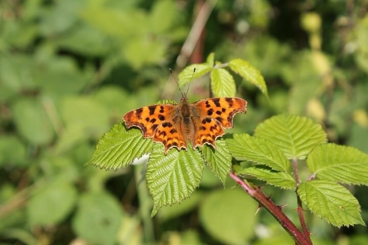 Islington’s Biodiversity Plan